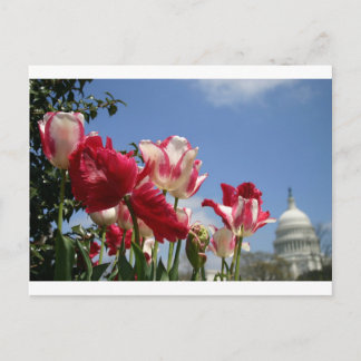 Postal Primavera del Capitolio de Estados Unidos
