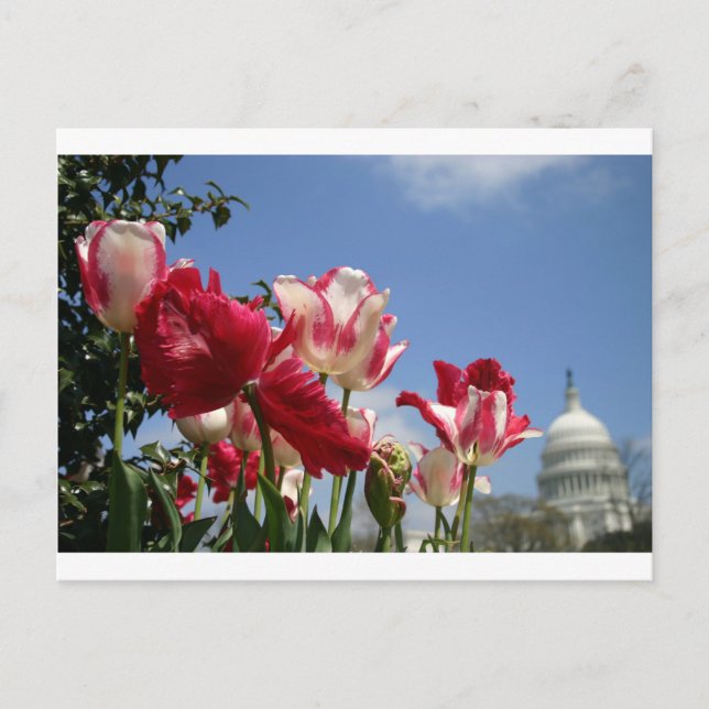 Postal Primavera del Capitolio de Estados Unidos (Anverso)