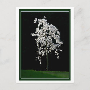 Postal Primavera En Bloom