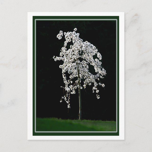 Postal Primavera En Bloom (Anverso)