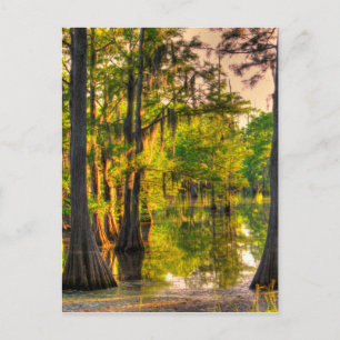 Postal Primavera En El Bayou
