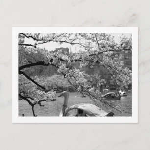 Postal Primavera en el estanque Shinobazu: Ueno, Tokio