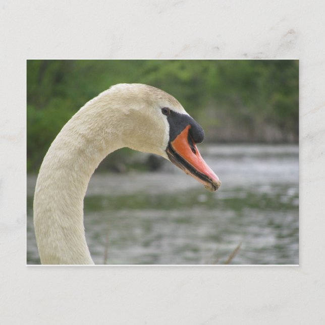 Postal Primavera en Framingham 2 (Anverso)