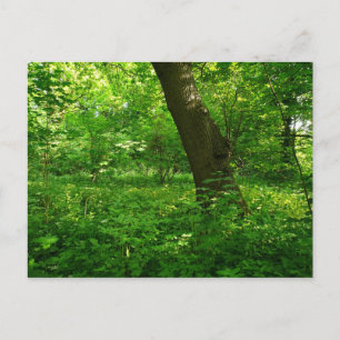 Postal Primavera en los bosques