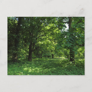 Postal Primavera en los bosques 01