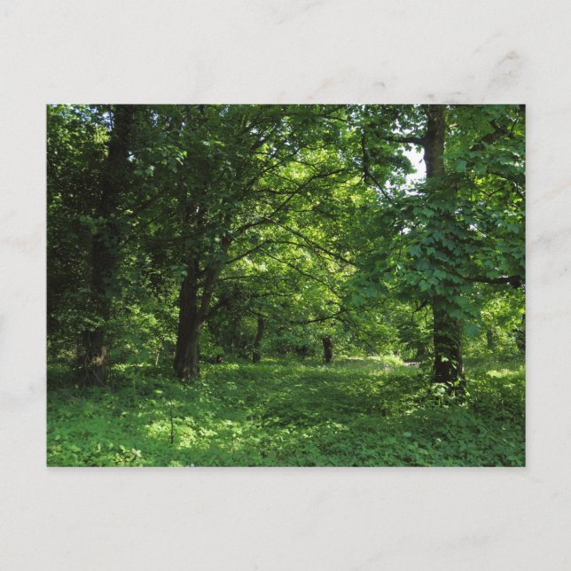 Postal Primavera en los bosques 01 (Anverso)