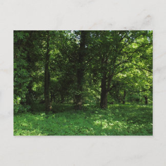 Postal Primavera en los bosques 02