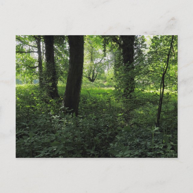 Postal Primavera en los bosques 04 (Anverso)