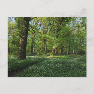 Postal Primavera en los bosques, Bute Park, Cardiff