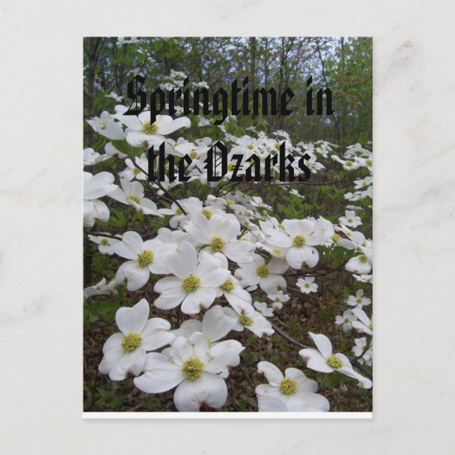Postal Primavera en los Ozarks (Anverso)