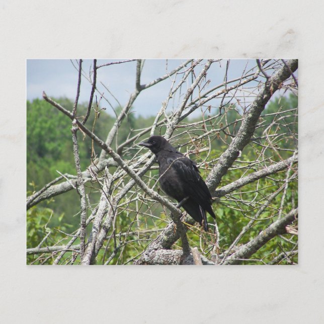 Postal Primavera En Maine (Anverso)