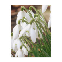 Primavera imponente Snowdrops