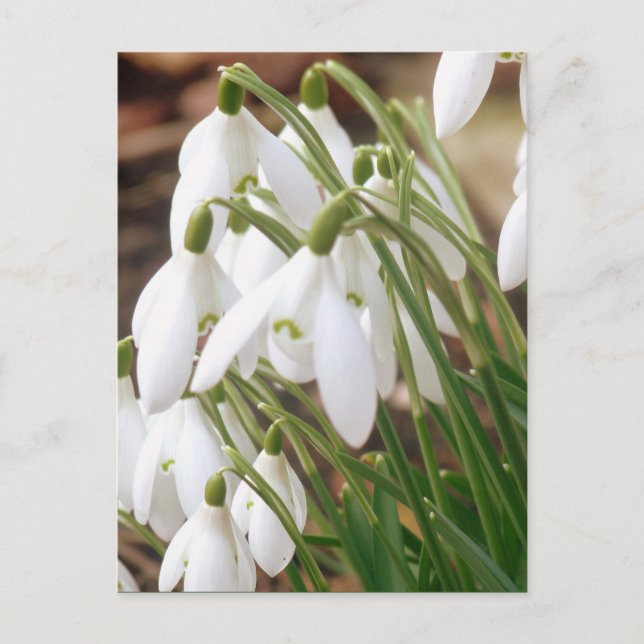 Postal Primavera imponente Snowdrops (Anverso)