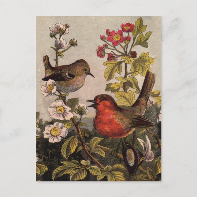Postal Primavera Robin Birds Red Birds (Anverso)