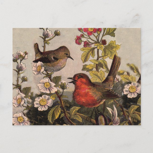 Postal Primavera Robin Birds Red Birds (Anverso)