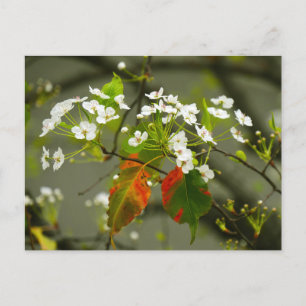 Postal Primavera temprana