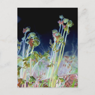 Postal "Primavera Temprana" Alteración digital Fiddlehead
