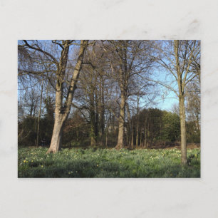 Postal Primavera temprana en Bute Park, Cardiff