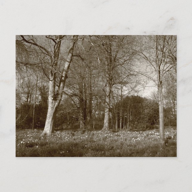 Postal Primavera temprana en Bute Park, Cardiff (Anverso)