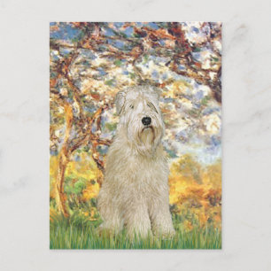 Postal Primavera - Wheaten Terrier 7