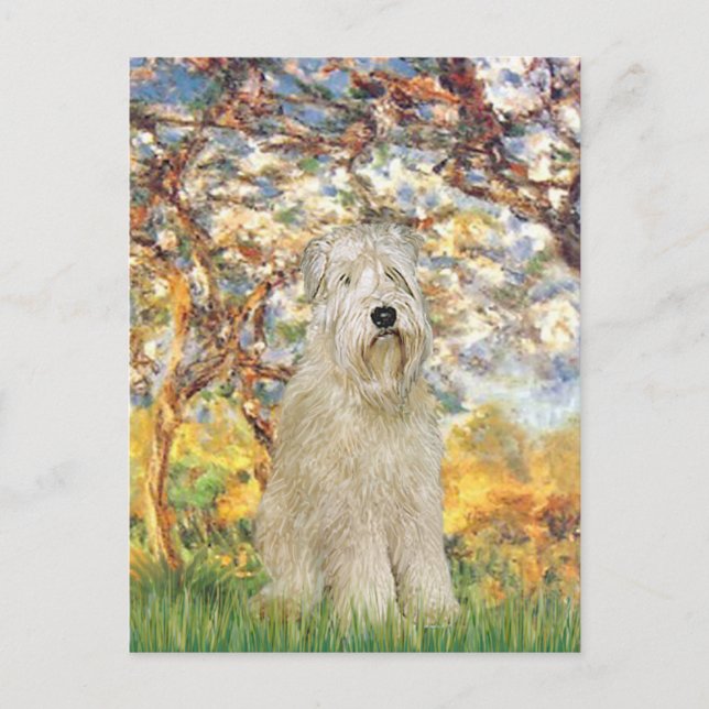 Postal Primavera - Wheaten Terrier 7 (Anverso)