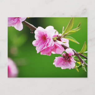 Postal PrimaveraCerezas IV