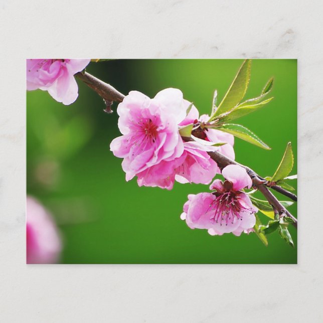 Postal PrimaveraCerezas IV (Anverso)