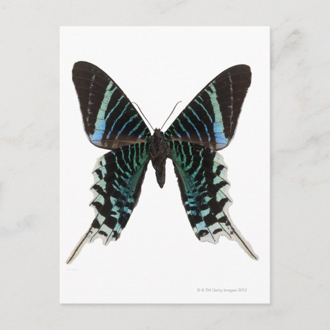 Postal Primer de una mariposa (Anverso)