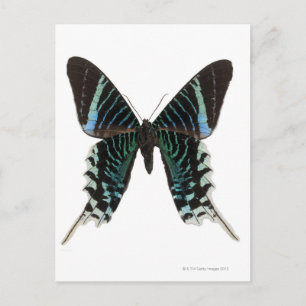 Postal Primer de una mariposa