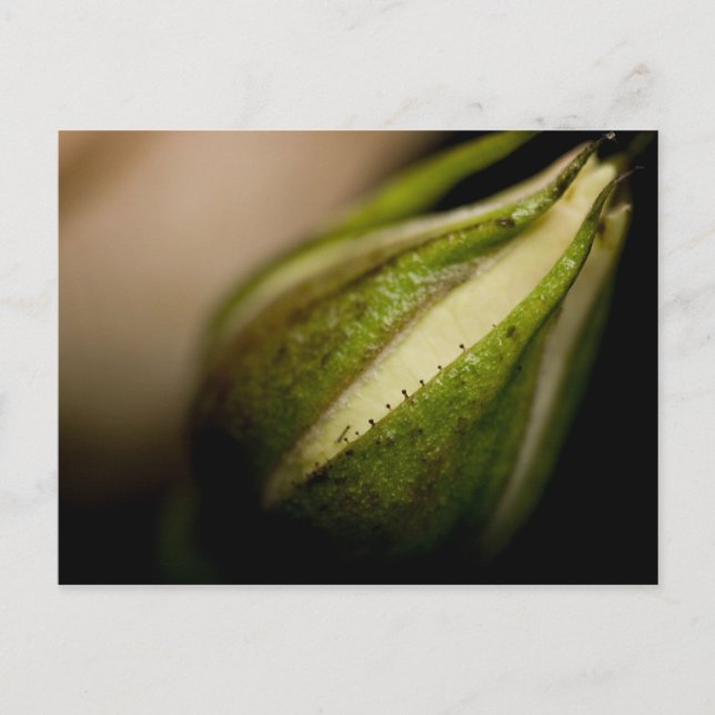 Postal Primer del capullo de rosa (macro) (Anverso)