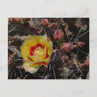 Postal Primer florecimiento