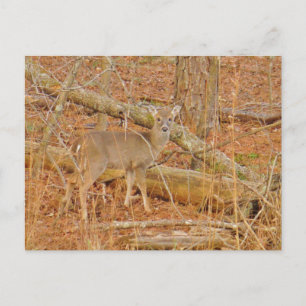 Postal Primer invierno de Baby Deer