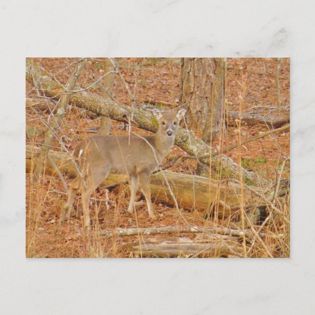Postal Primer invierno de Baby Deer (Anverso)
