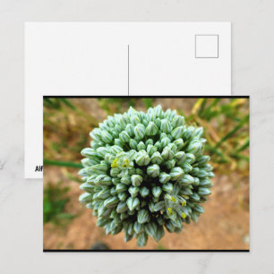 Postal Primer plano de Allium, flor de cebolla silvestre