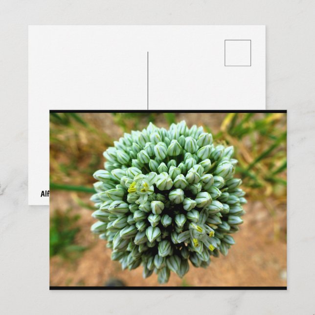 Postal Primer plano de Allium, flor de cebolla silvestre (Anverso / Reverso)
