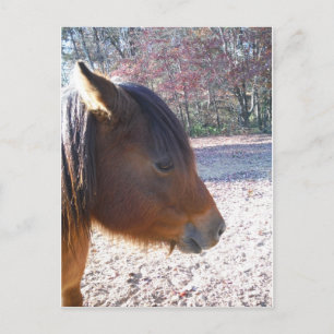 Postal Primer plano de caballo marrón, pequeño pony marró