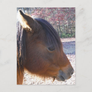 Postal Primer plano de caballo marrón, pequeño pony marró