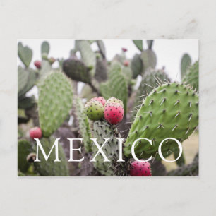 Postal Primer plano de cactus de pera espinosa
