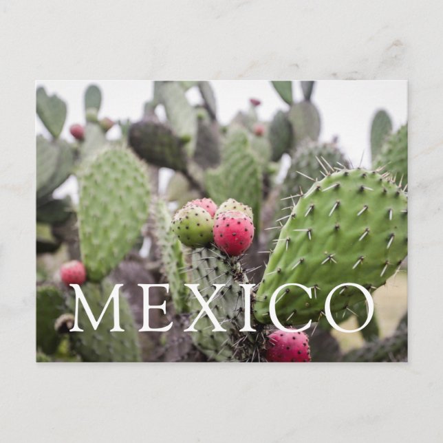 Postal Primer plano de cactus de pera espinosa (Anverso)