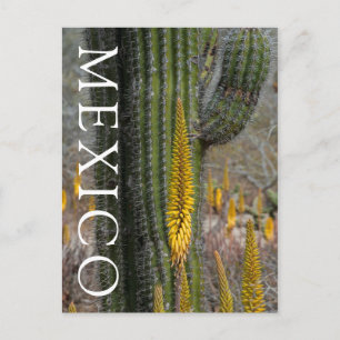Postal Primer plano de cactus y agave