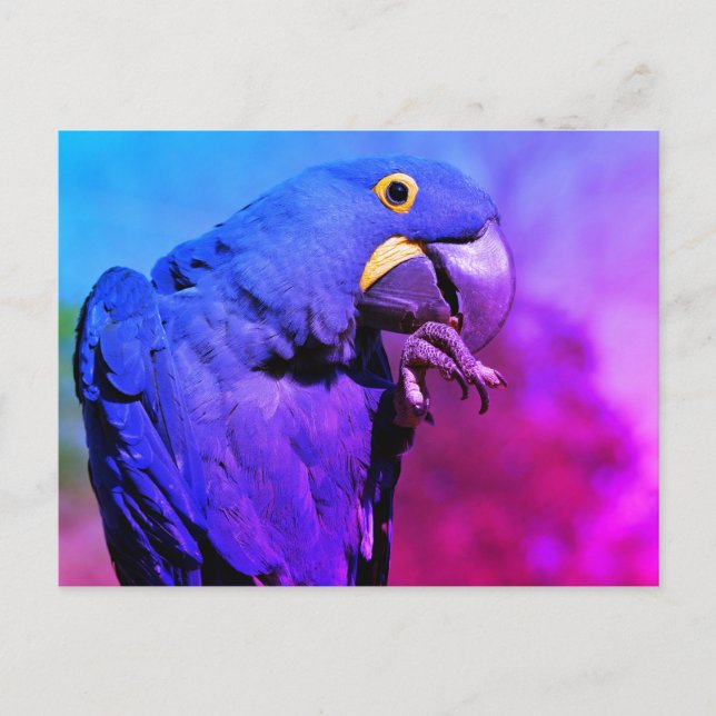 Postal Primer plano de guacamayo jacinto (Anverso)