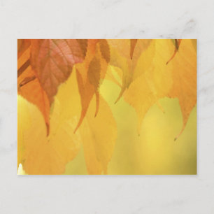 Postal Primer plano de hojas de otoño en una rama