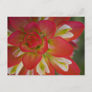 Postal Primer plano de Indian Paint Brush cerca de Gay Hi