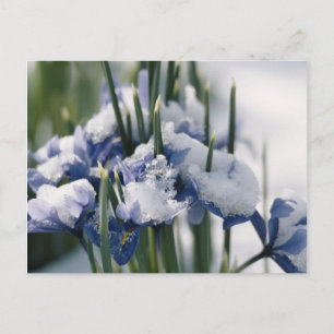 Postal Primer plano de Iris