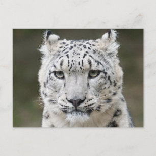 Postal Primer plano de la cara del leopardo de las nieves