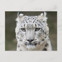 Postal Primer plano de la cara del leopardo de las nieves