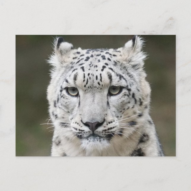 Postal Primer plano de la cara del leopardo de las nieves (Anverso)