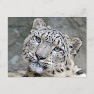 Postal Primer plano de la cara del leopardo de las nieves