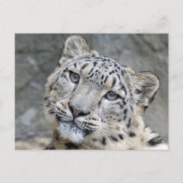 Postal Primer plano de la cara del leopardo de las nieves
