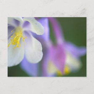Postal Primer plano de la flor de Aquilegia de Colorado.